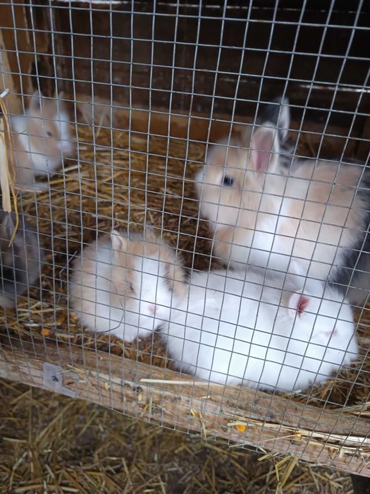 Iepurași cap de leu