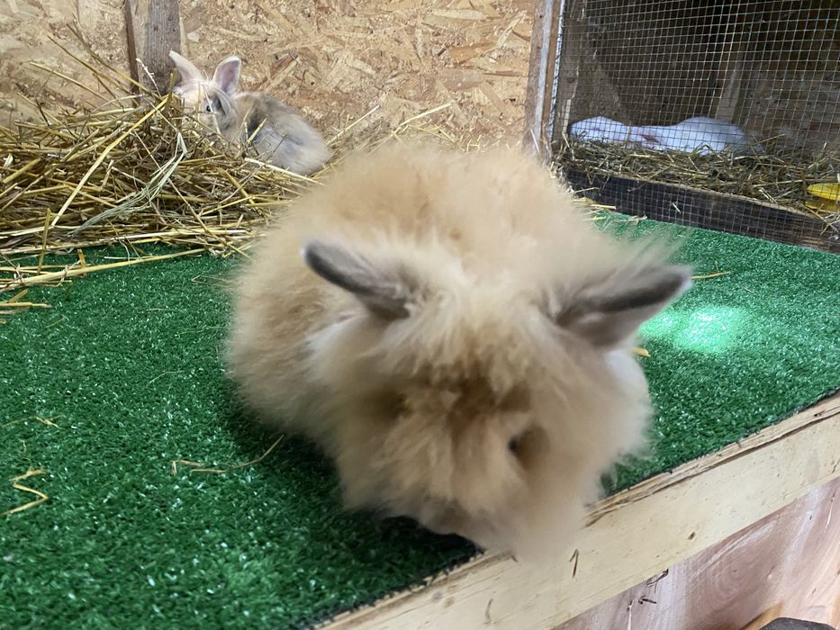 Iepuri pitici cap de leu