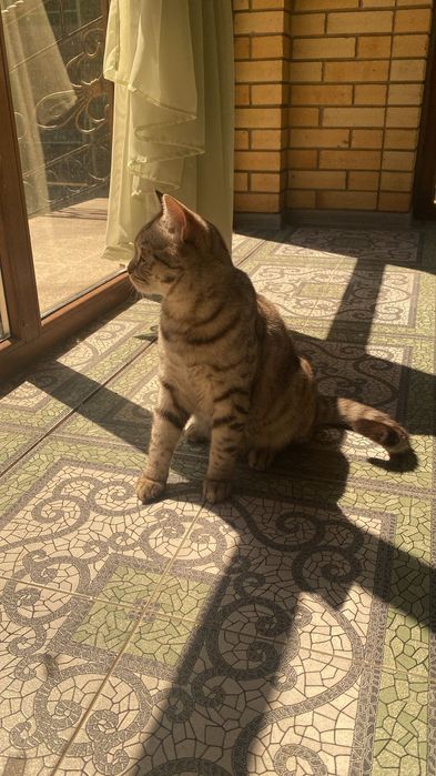 Скоттиш страйт котенок