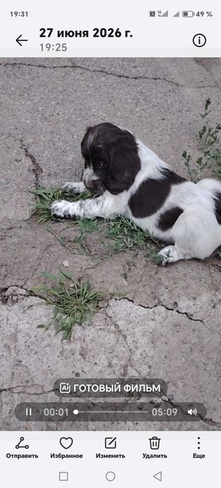 Щенки Русский Спаниель
