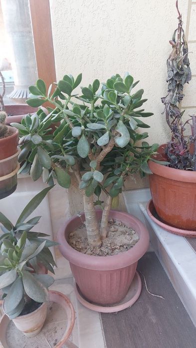 Алое вера, Aloe vera guli 30000