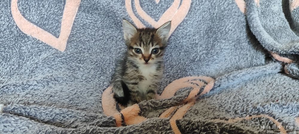Отдам котят в добрые руки