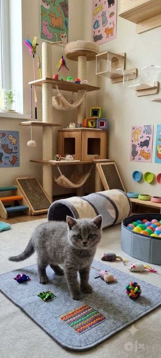 Котята мальчишки Scottish fold & Straight