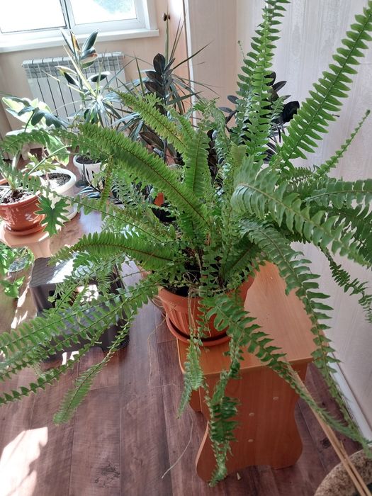 Папоротник большой