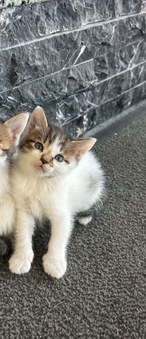 Adoptie Donez Pisici
