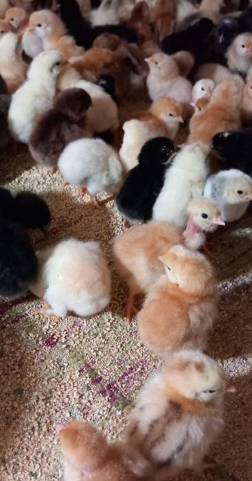 Pui Wiandott, Brahma, Austrolop, Gât golaș, Încălțați, Bărboși.