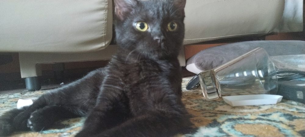 Отдам котенка в добрые руки