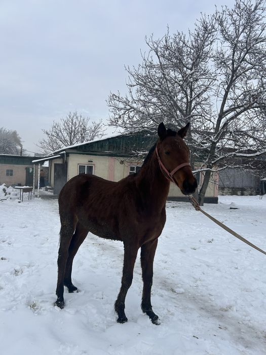 Байтал ұрғашы тай