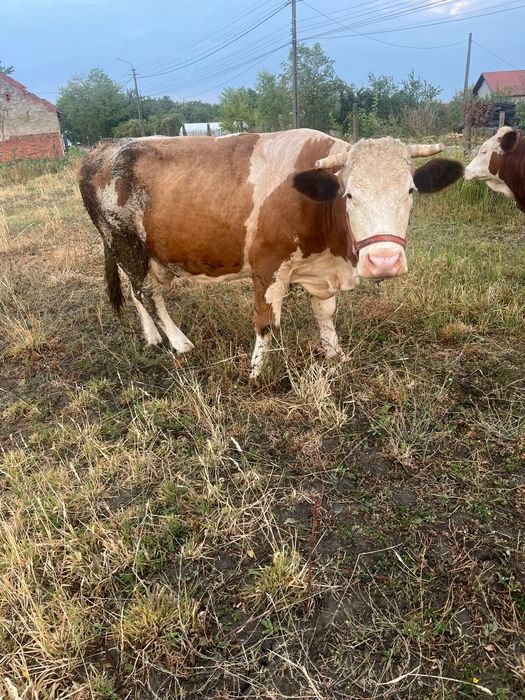 Vând vaca de lapte bălțată gestanta și un vițel
