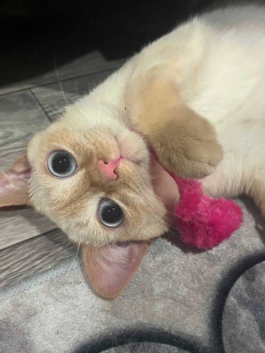 Ищем котенку семью!