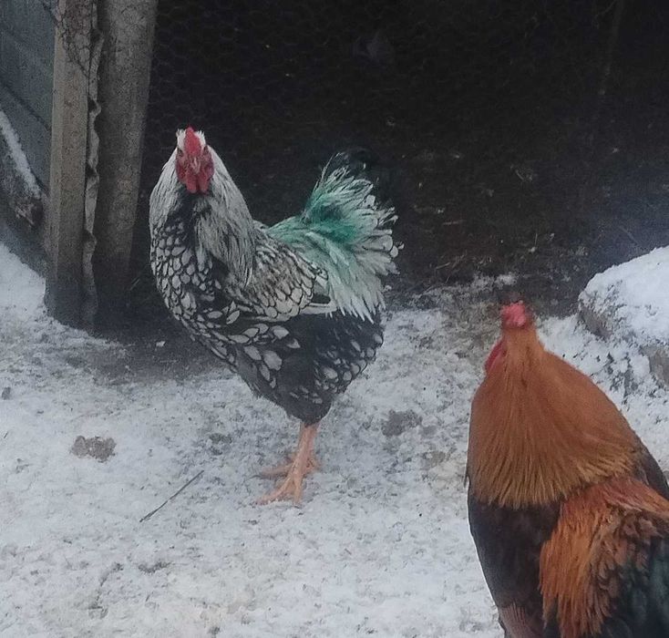 Wiandot cocoș tanar