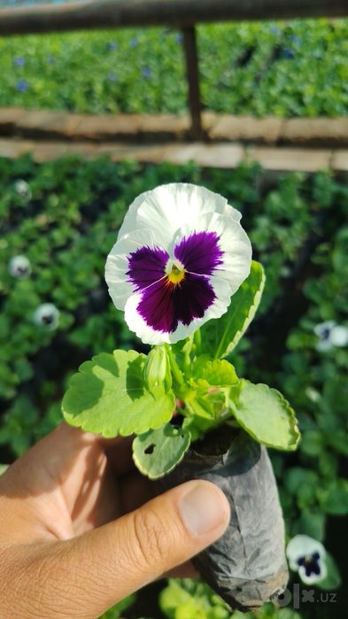 Perecheslena bor Gul flowers  veola  To'lov istalgan usulda viola
