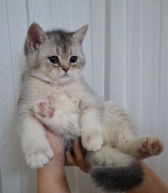 Продается котята в хорошие руки