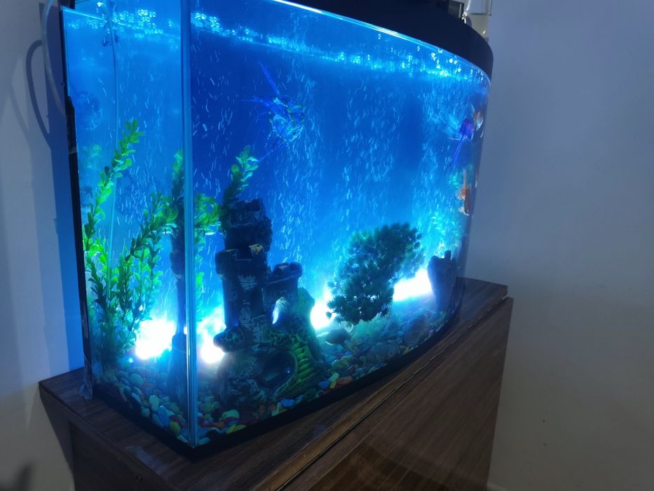 Akvaroium 100 litr,baliqlari ,ichidagi barcha aksessuarlar bilan