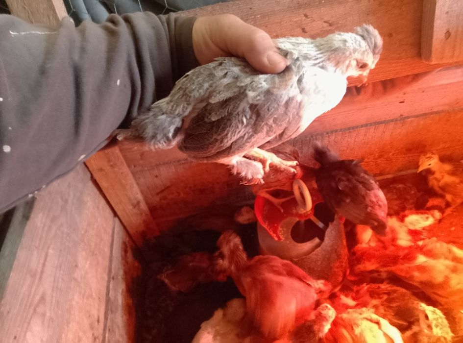 Vînd pui de găină de casa