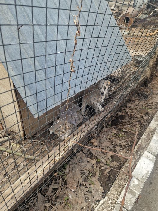 Здравствуйте отдам звоночков срочно