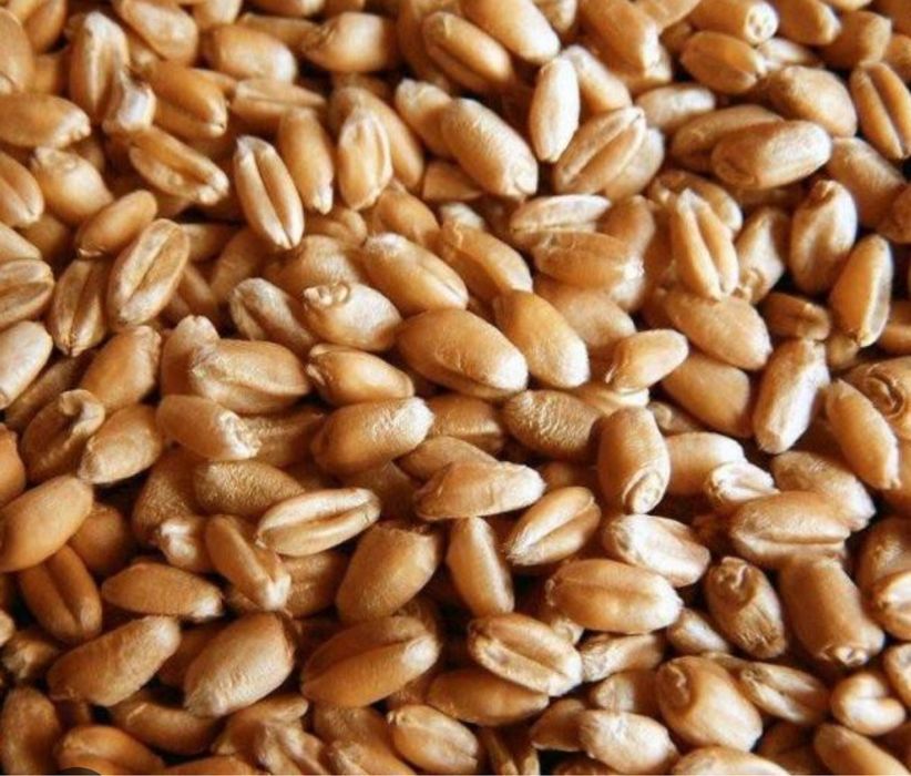 Пшеница  4 класс