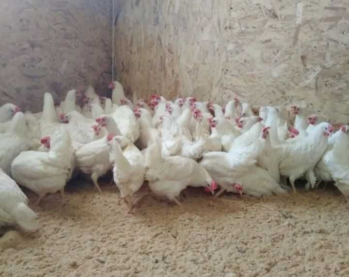 Продам кур несушек.