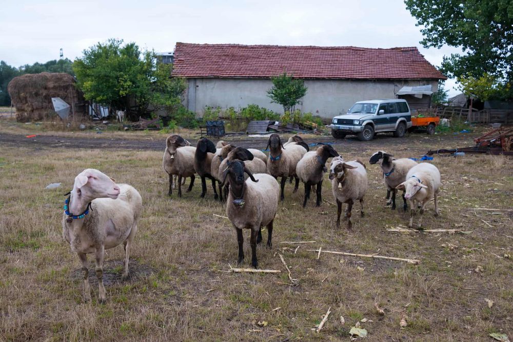 Продавам 15 Овце,1 коч,агнета и шилета