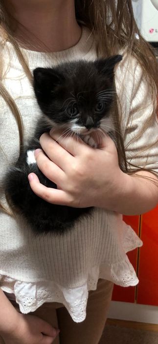 Котенок в добрые руки