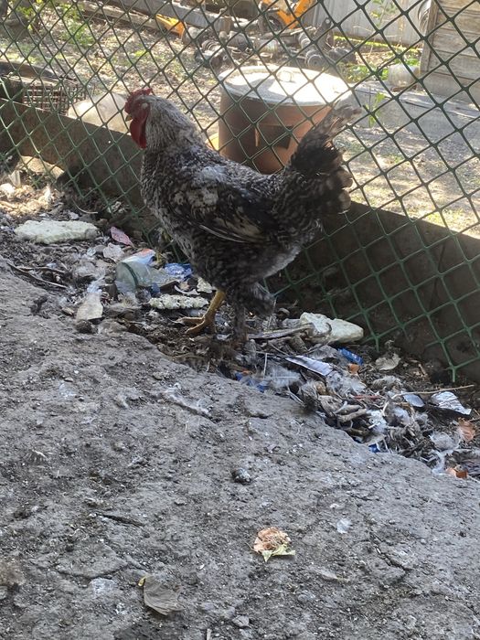 Қораз Әтеш Петух