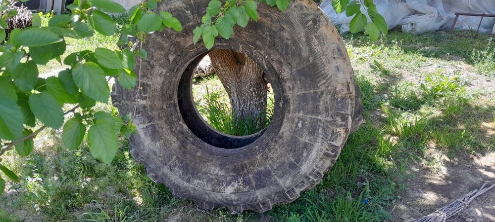 Урал Болан, дөңгелек