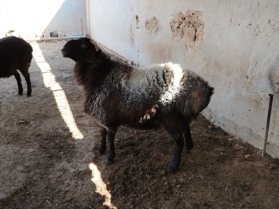 Кошкар сатылады,,,