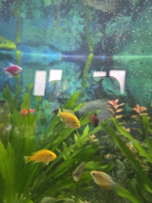 Продам красивых цихло Елоу