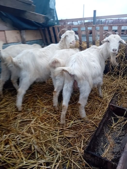 Patru capre si un tap