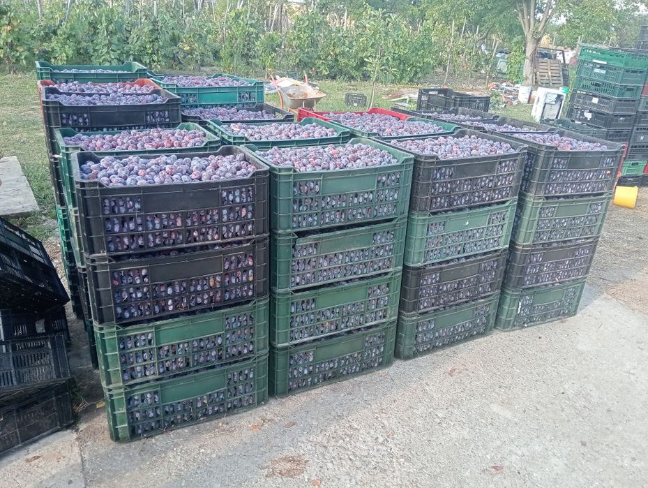 Prune D'agen pentru țuică și pentru uscat