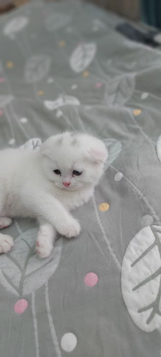 Кошка Веслоухая мама ребёнок