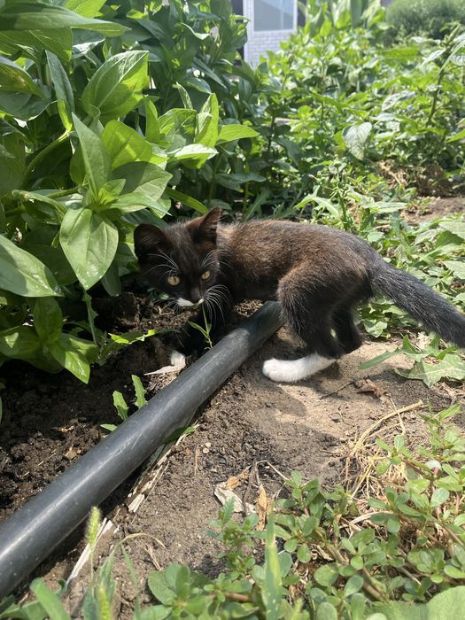 Отдам котенка мальчик