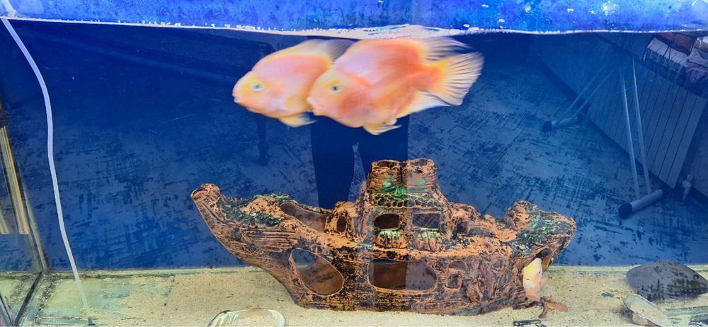 Akvarium sotiladi 250 l barcha aksesuarlari baliqlari bn