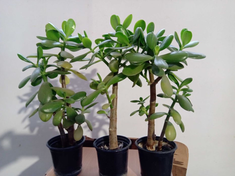 Дърво на Парите/Айхризон, Дърво на живота, Стайна Палма Юка