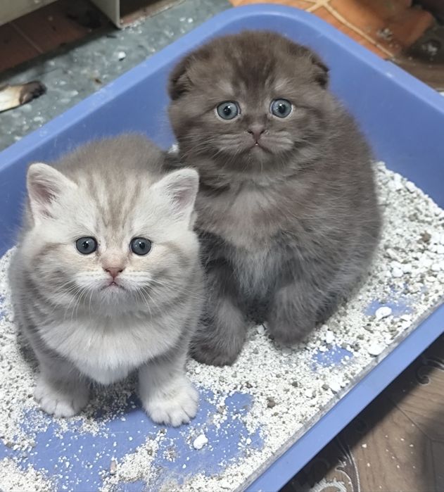 Подарок. Породистые котята