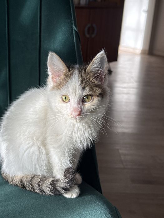 Котенок мальчик трехцветный