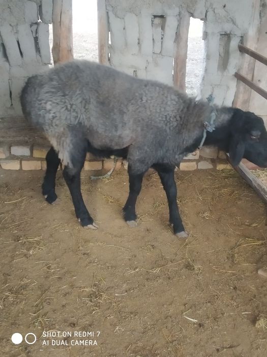 Қўчқор барра сотилади