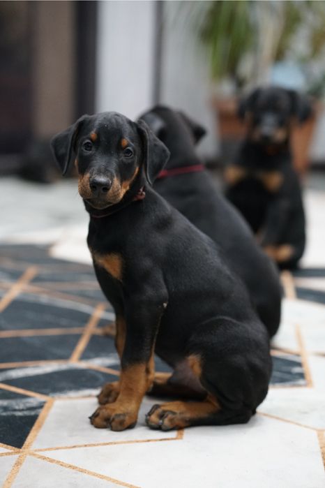 Предлагаются к продаже щенки добермана.