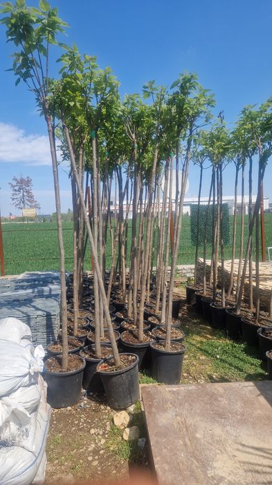 Catalpa  globular copaci ornamentali