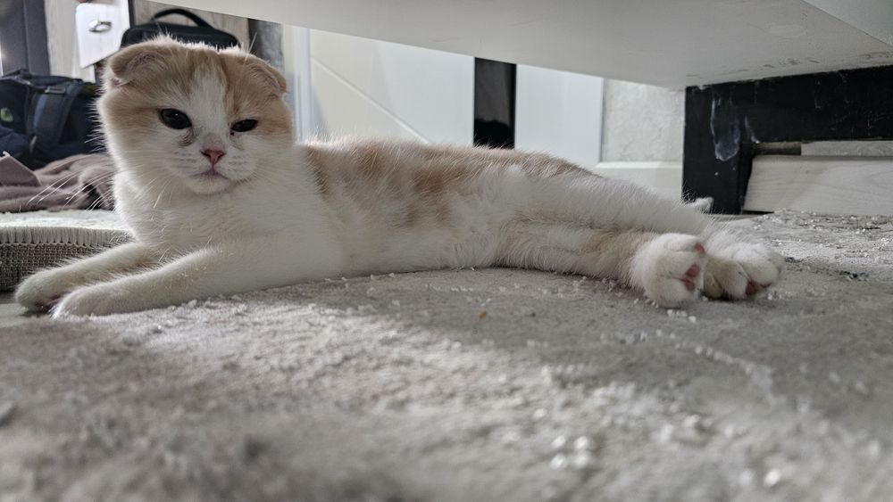 Продаётся котенок шотландский вислоухий  (скоттиш-фолды)