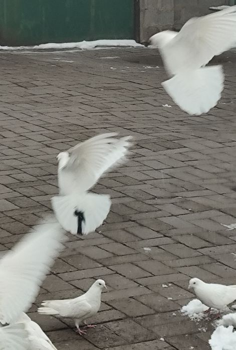 Чисто  белые голуби.