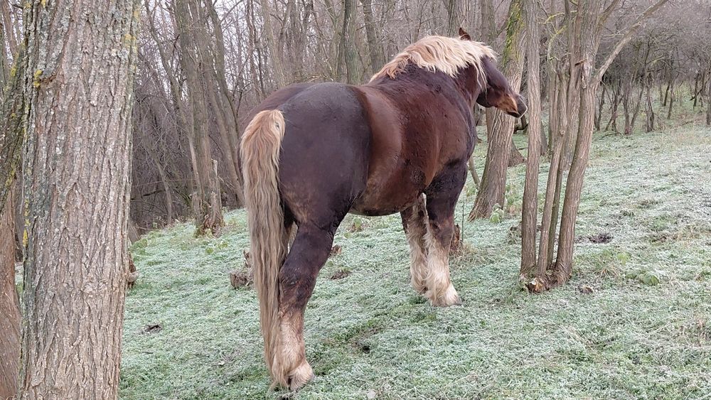 Vând sau schimb cu vaci