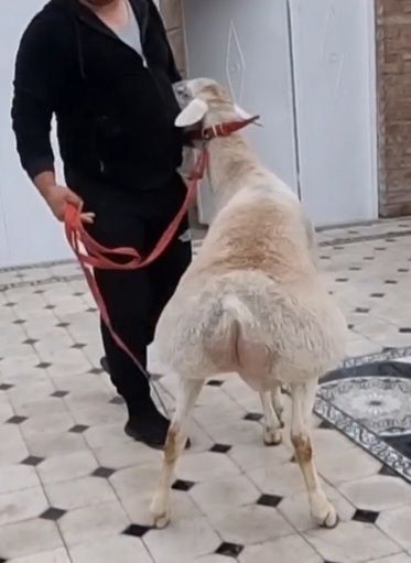 Авгон кучкори ок