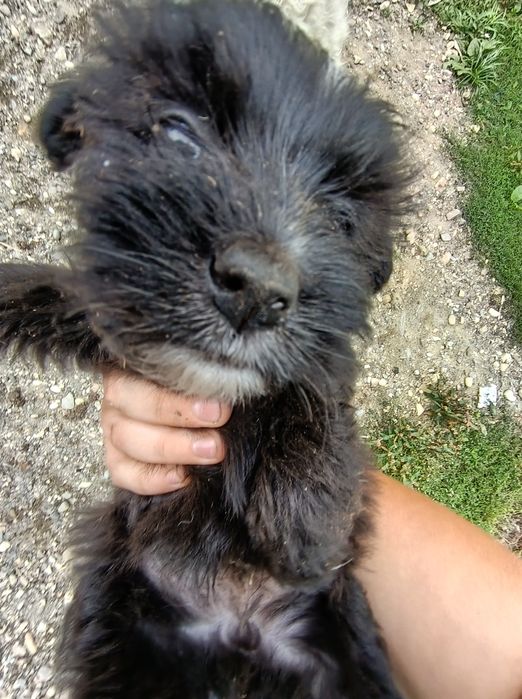 Donez cățelusi spre adopție