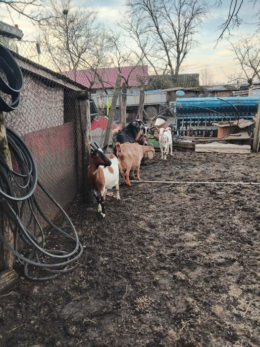 Vand 4 capre si Un țap