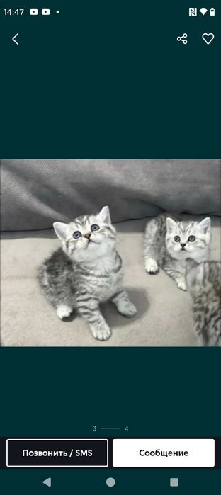 Продам шотландских котят .