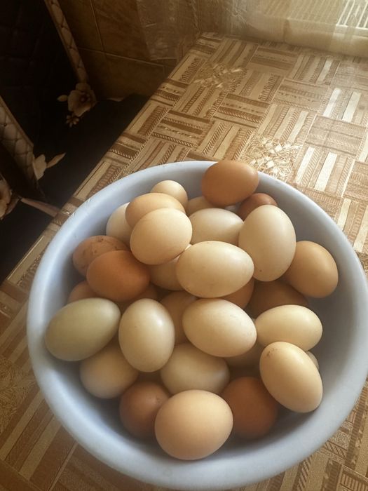 Oua rata si gaina
