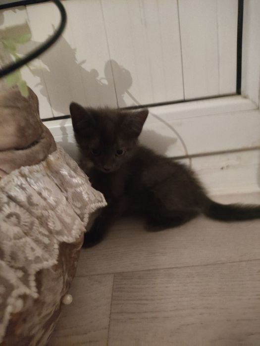 отдам котенка в добрые руки