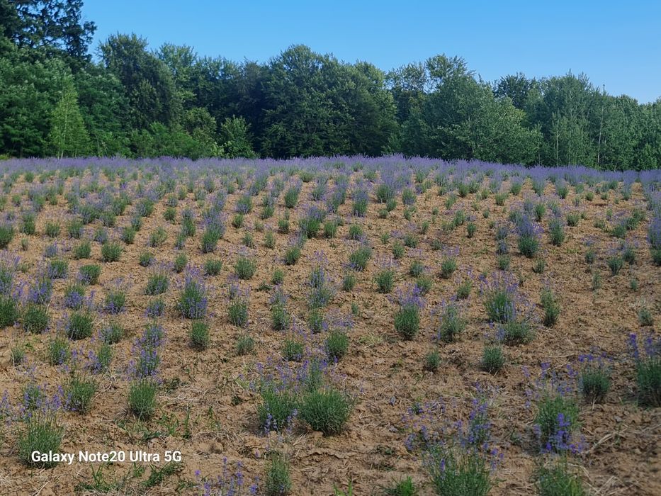 Buchetele lavanda