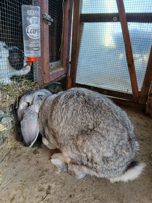 Vând iepuroaică berbec german gestantă!